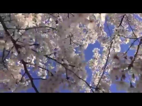 Ah-Mer-Ah-Su  -The Flowers (Official Music Video)