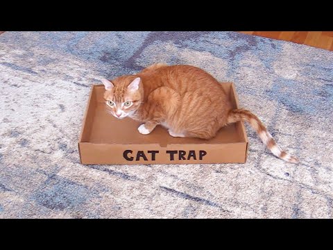 How to Trap a Cat #shorts