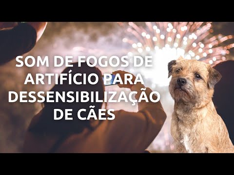Som de fogos de artifício para dessensibilização de cães