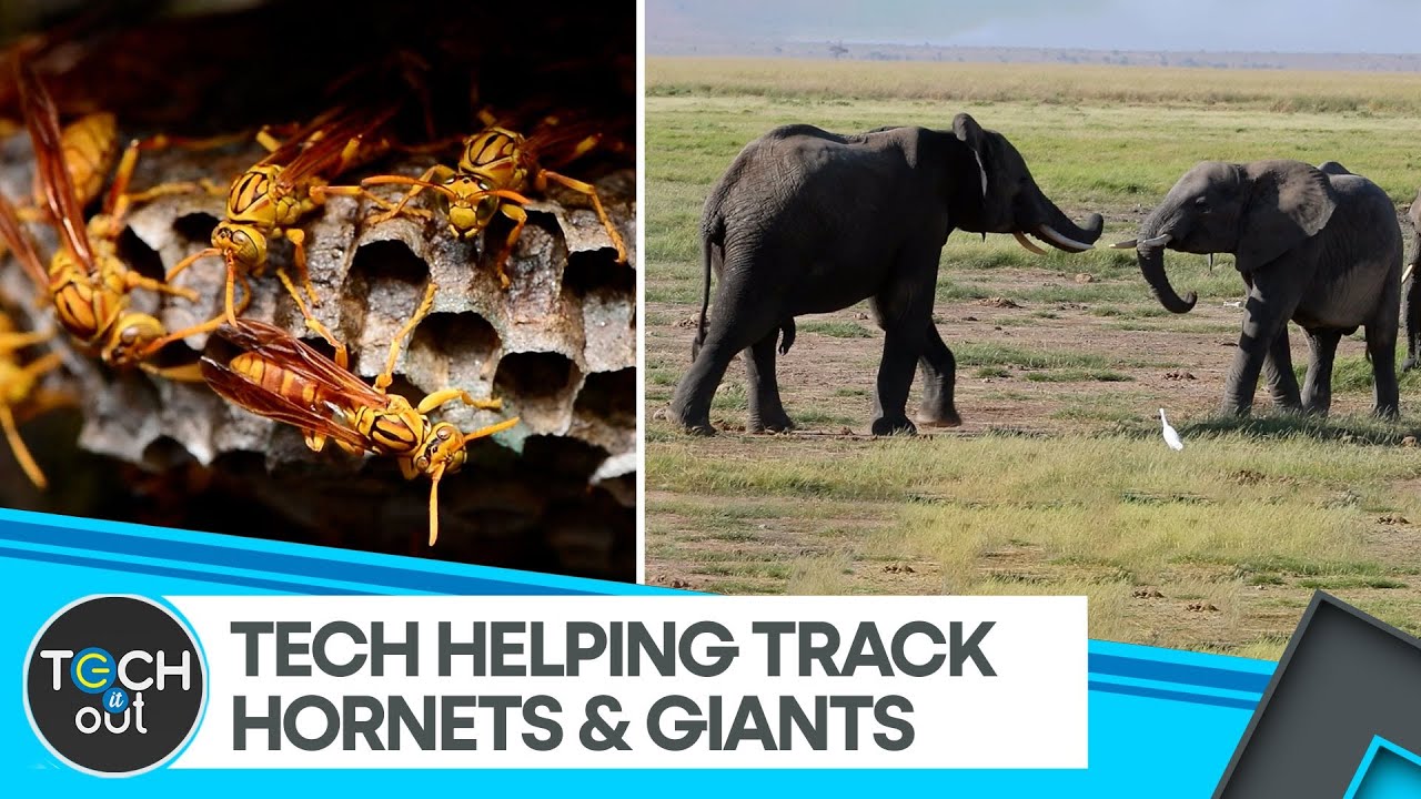 How Technology Is Protecting Bees & Elephants | Conservation | Tech It Out