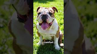 Zodiac Signs as Different Dog Breeds! #zodiac #astrology