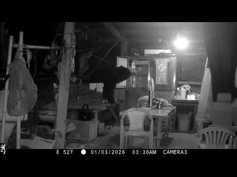 臺灣黑熊入侵阿里山達邦村工寮翻找食物