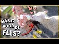 LAMMETJES DE FLES GEVEN ? ( avonturen boerderij) | Bellinga Familie Vloggers #1325