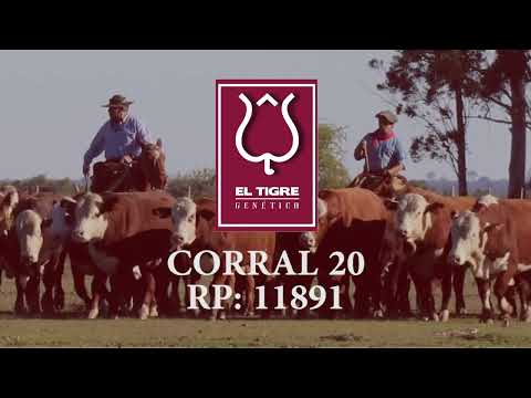 CORRAL 20 TORO 2