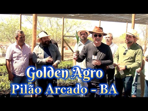 Golden Agro Pilão Arcado - BA Mirtilo Ouro Azul Barra - BA Rota das Frutas Bahia Dep. João Leão