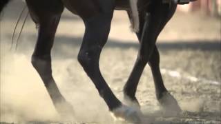 LABERINTO   El Caballo de Pepe