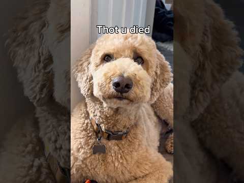 Flashback to when Oliver almost sawed my door down #dogs #dogcomedy