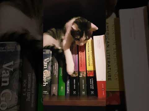 Titty sale sulla libreria 📚 #cat #cats #funnycat #gatti #gattini #gattidivertenti
