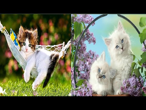 Best Funny Animal Videos Of The 2023 Funniest Cats And Dogs Videos