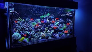 A Weird Way To Mount Corals | In the Beginning | 120g SPS Reef Tank