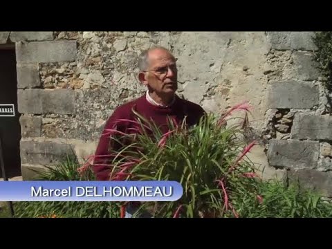 BILLBERGIA, a hardy and ornamental exotic perennial