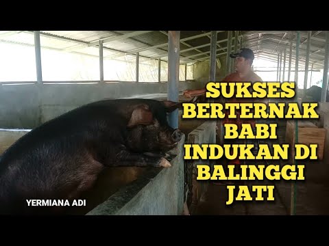 Suks3s B3rt3rn4k B4bi Induk4n Di B4linggi J4ti