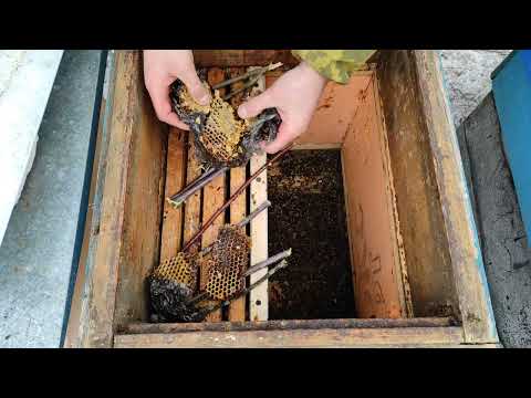 Пчеловодство.Первая весенняя ревизия пчёл.Даю канди и мёд. #Пчеловодство #Осмотр_пчёл  #Пчеловодство