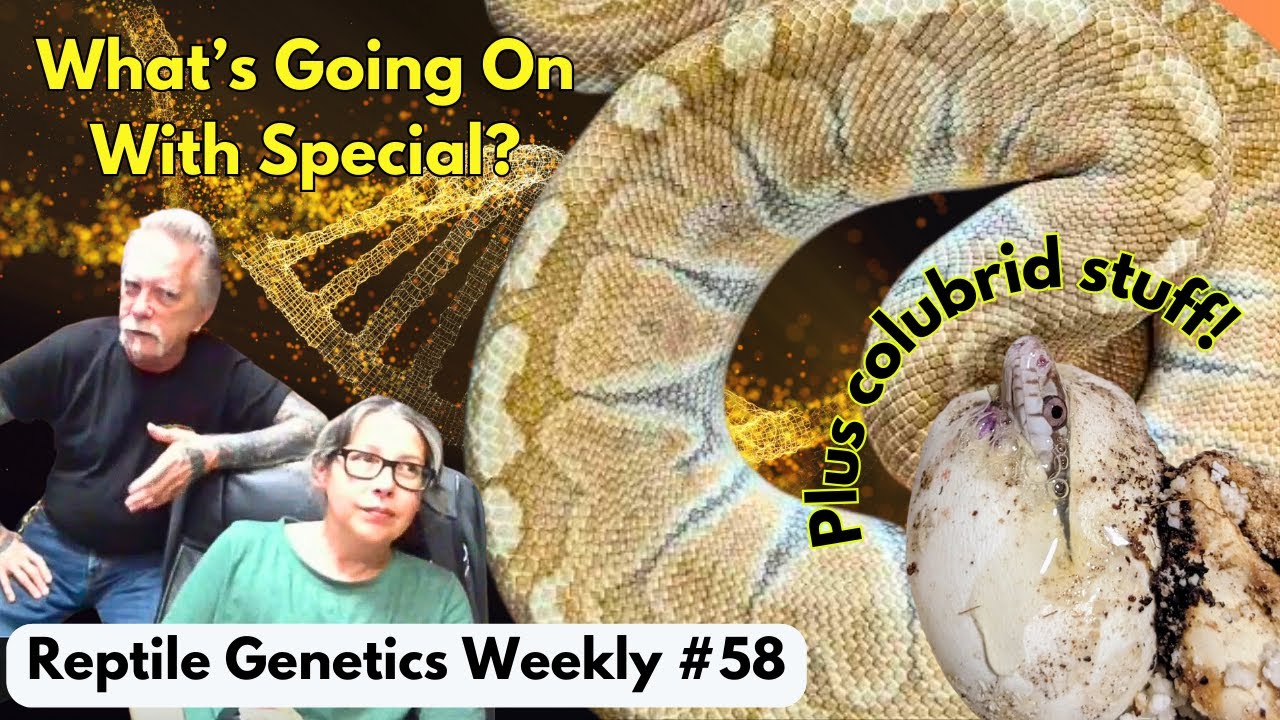 Special Is Even More Special Than We Thought? Ft. Super Special Guests, Twin Cities Reptiles!