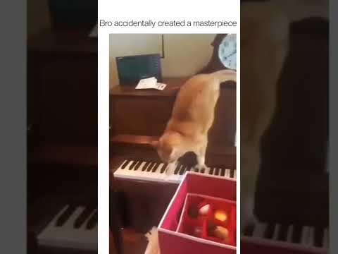 funny video | cat accidentally create masterpiece | cat playing piano