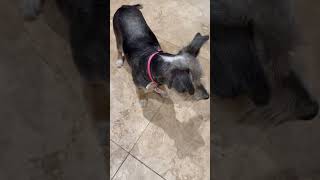 Video preview image #1 Mutt Puppy For Sale in Boca Raton, FL, USA