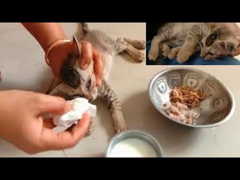 Sick Kitten || Trying To Revive A Dying Kitten And See What Happen After 1 Week