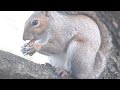 Fluffy Junior The Baby Girl Squirrel Cracks Open An In Shell Almond For The First Time
