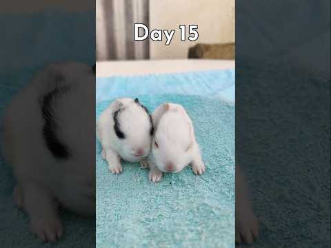 Rabbit Growth - Baby Animals 1 To 30 Days