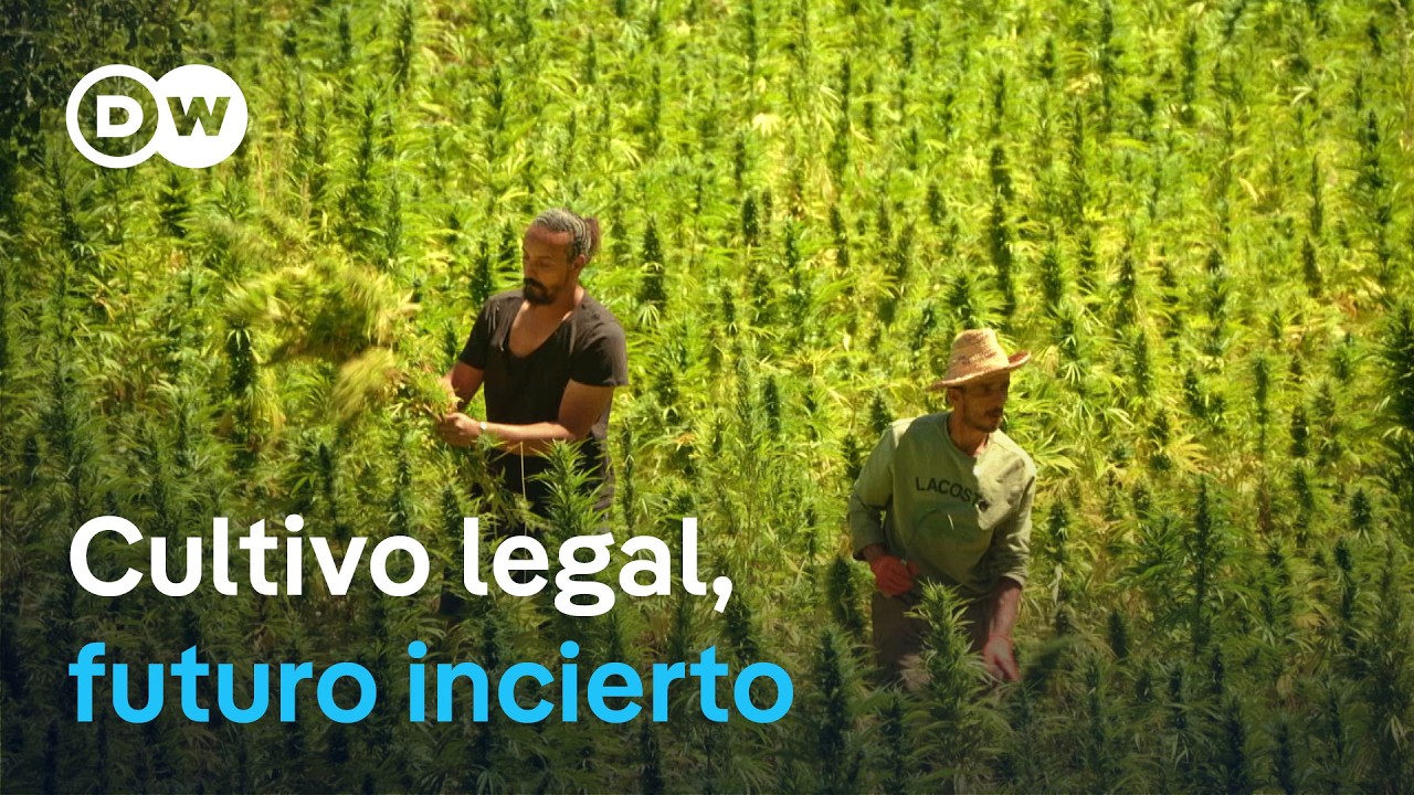 El giro del cannabis en Marruecos - Las expectativas frustradas de los campesinos | DW Documental