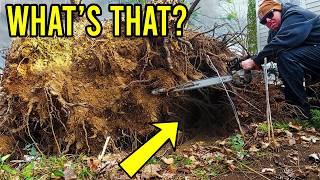 a shocking find under this stump, we had to STOP