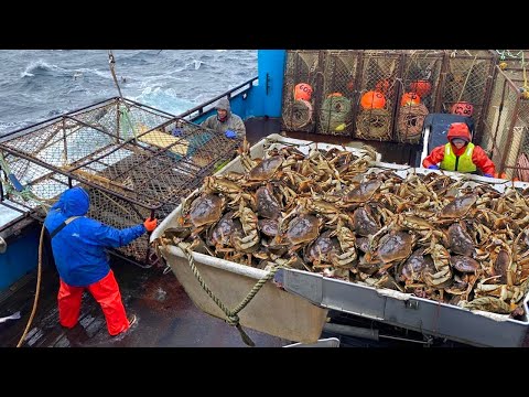 Wow! Big Crab Trap Under The Sea - Amazing Catch Hundreds Tons Crab With Modern Big Boat