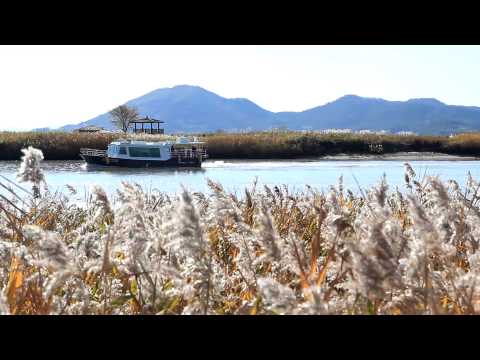 순천만갈대축제_채널A 오늘의 영상_스마트리포터 동영상