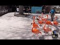 Chilean Flamingos Take A Tour Of Deserted Denver Zoo