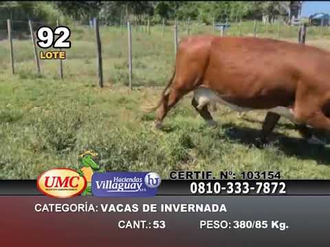 Lote 34 Vacas de invernar en Esquina, Corrientes