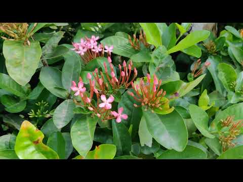 4K video - Flowers at Jannaram Haritha resort