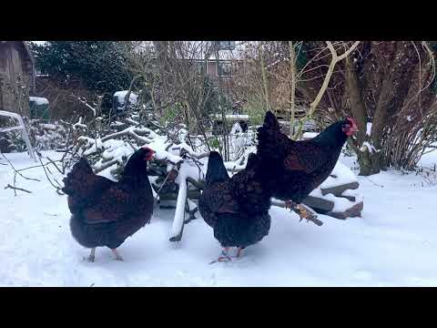 , title : 'Barnevelder kippen in de sneeuw.'