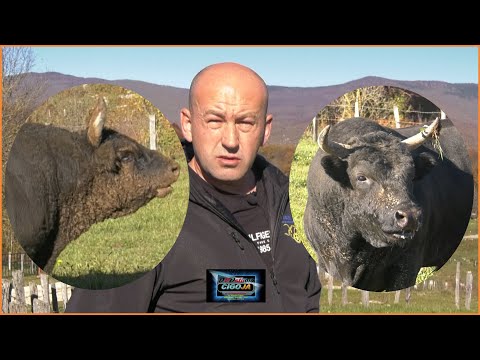 - JELENKO I GARONJA MUJE HRVAČIĆA OPRAVDALI,  NAGAZNA BOMBA ZEMLJA ZRAK