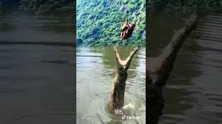 Download lagu Wah Buaya Mau Memangsa Monyet ya,story wa lagu india,story wa lagu malaysia,story wa lagu ipank, mp3 Download lagu Wah Buaya Mau Memangsa Monyet ya,story wa lagu india,story wa lagu malaysia,story wa lagu ipank, mp3