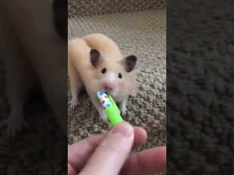 How do Hamsters do this? ????