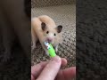 How do Hamsters do this? 🤯