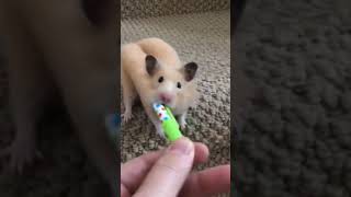 How do Hamsters do this? 🤯