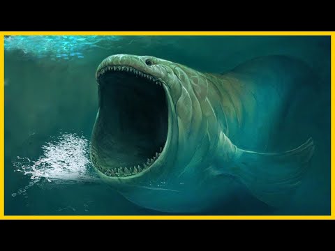 Mysterious sea creatures that have been filmed