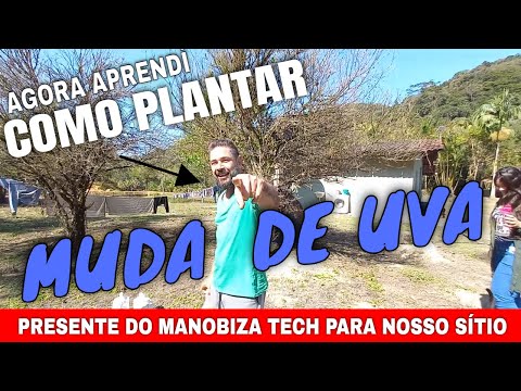 , title : 'Plantando Muda de Uva Niágara no Sitio de criação de Tilapias em Miracatu - SP'
