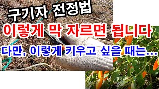 구기자 전정법, 이렇게 막 자르면 됩니다. 다만, 이렇게 키우고 싶을 때는 구기자 재배하고자 하는 수형에 따…