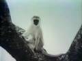 Sesame Street Monkeys In The Wild