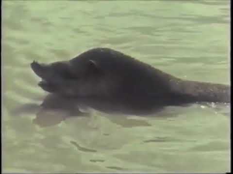 Varig Airlines Commercial (Brazil) (198-Something)