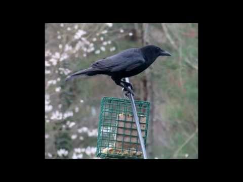 Never underestimate a Crow