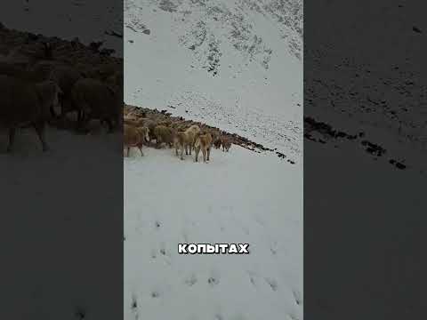СТАДО ЗА 1 МИЛЛИОН ДОЛЛАРОВ В ДАГЕСТАНЕ 🤯