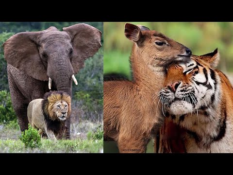 These Animal Friendship Moments Will Melt Your Heart