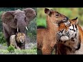 15 Best Animal Friendships in the World