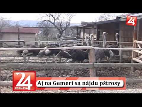 Pštrosy v Krásnohoskom Podhradí