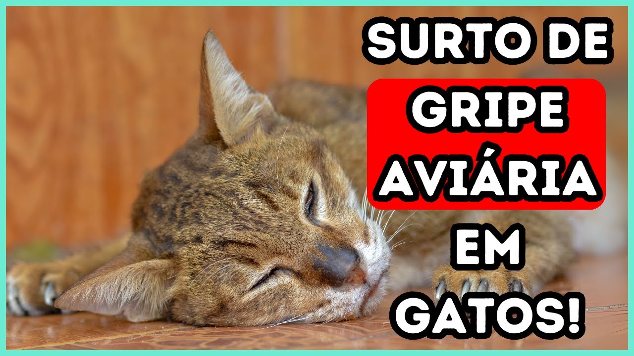 SURTO DE GRIPE AVIÁRIA EM GATOS