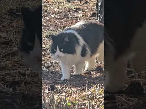 Little Cookies 🥠 goes on an epic adventure and then promptly returns to my side! #outsidecat #rescue