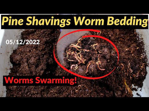 Pine Shavings Worm Bin - Worms Swarming! 05/12/2022