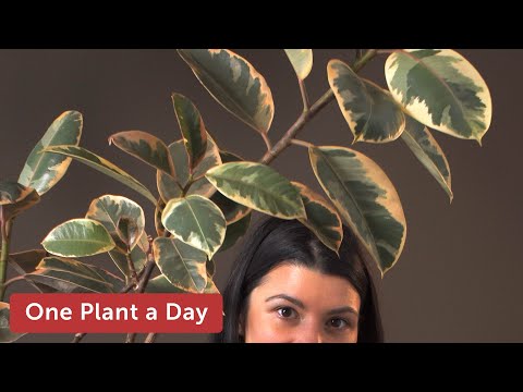 download lagu mp3 mp4 Variegated Ficus, download lagu Variegated Ficus gratis, unduh video klip Variegated Ficus